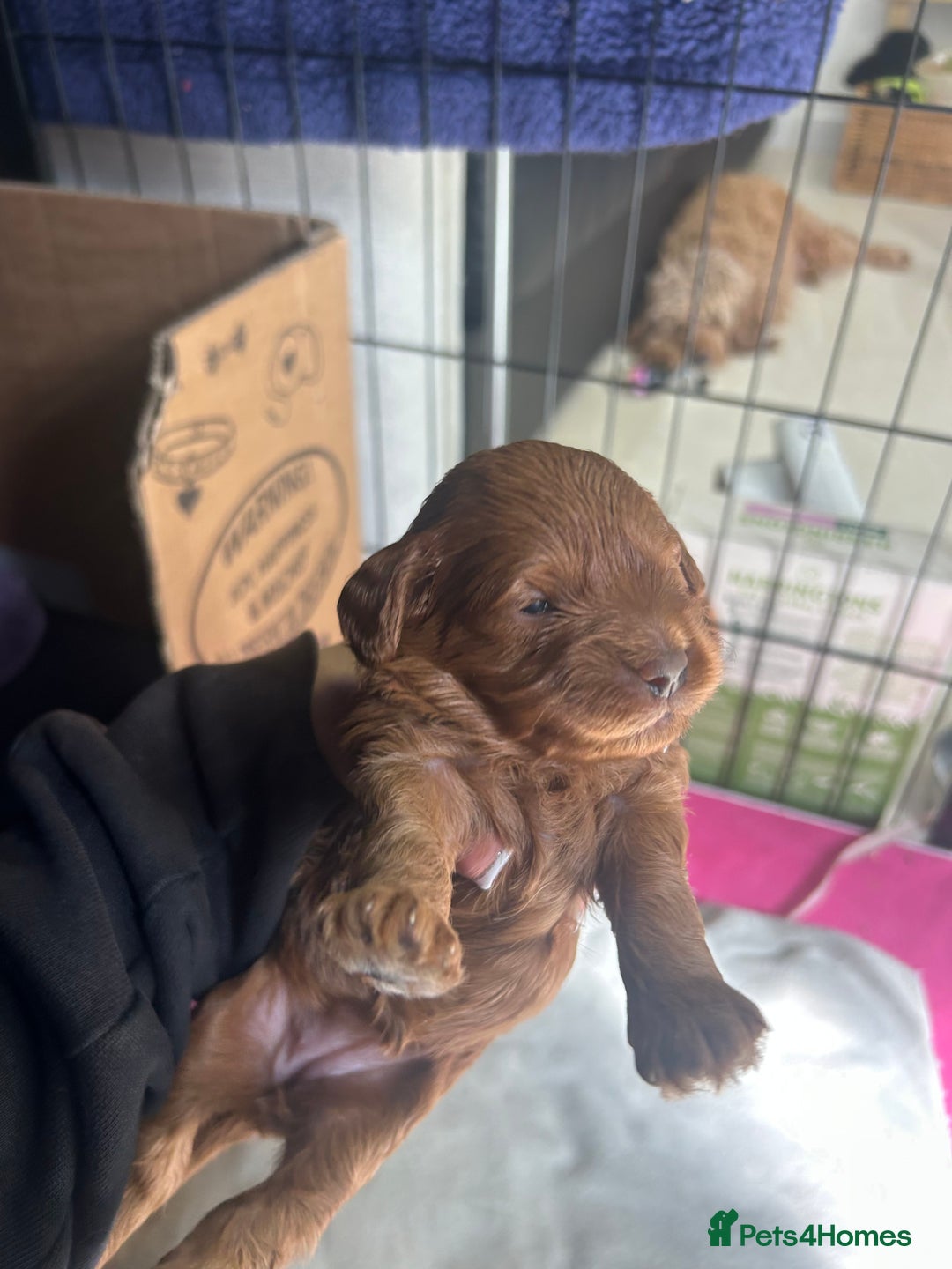 Cavapoo dogs for sale: 7 gorgeous F1b Cavapoo Puppies (4 girls & 3 boys)  - Image 8