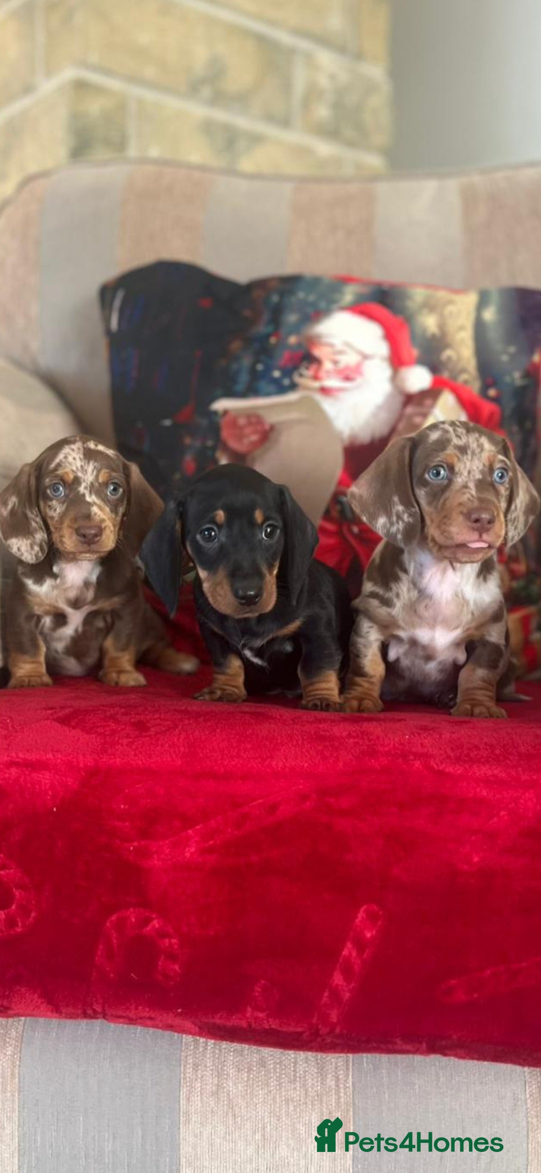 Dachshund dogs Dachshund puppies  - Advert 1