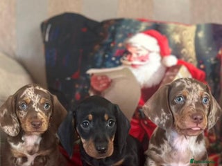 Dachshund dogs Miniature dashhund puppies - Advert 2