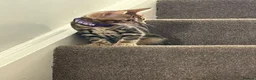 Bengal cats for sale: Pedigree Bengal Kittens - Advert 4