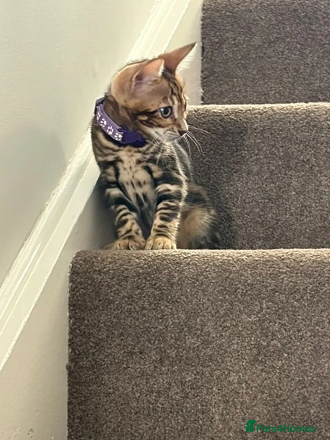 Bengal cats for sale: Pedigree Bengal Kittens - Advert 1