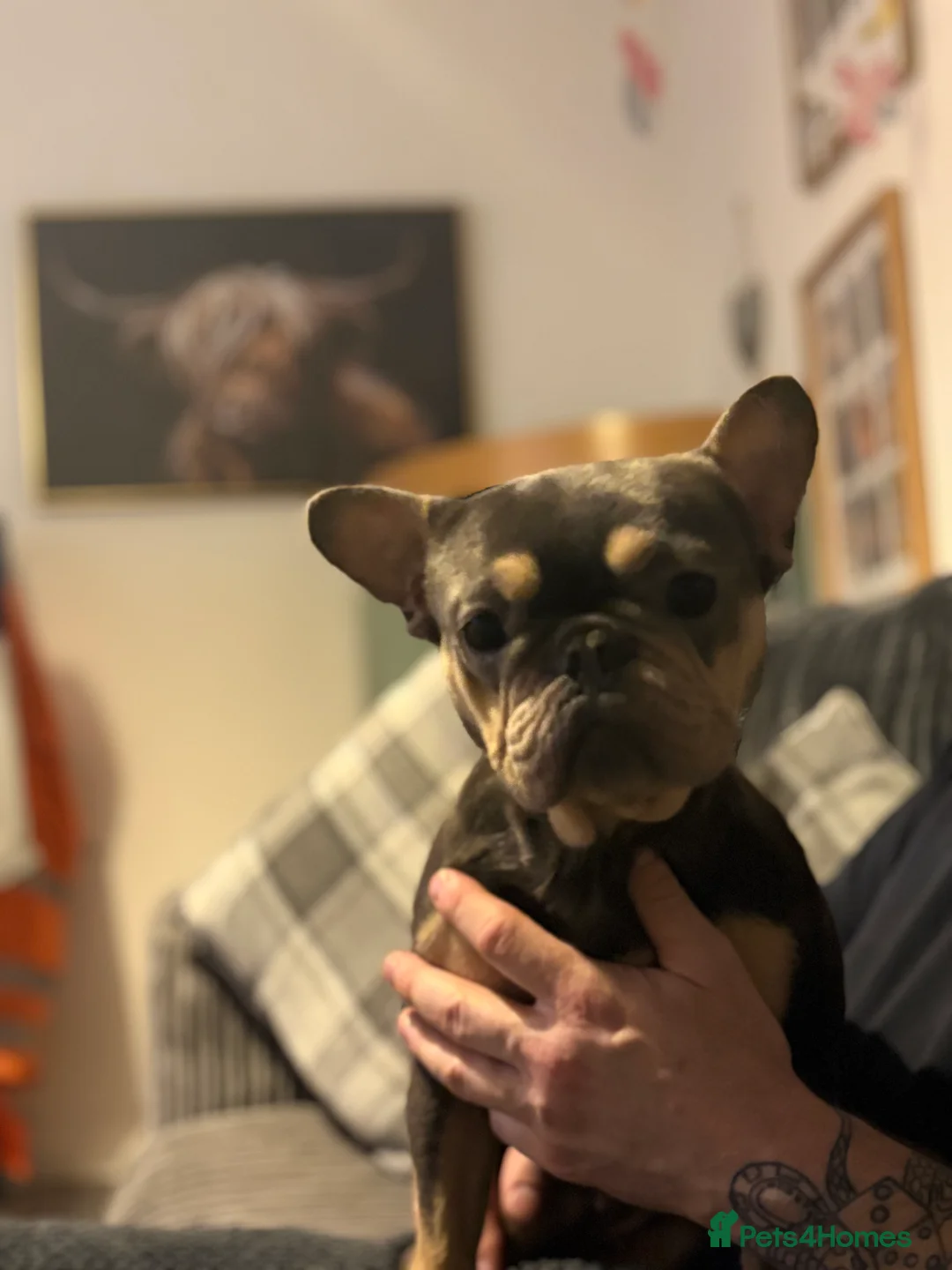 French Bulldog dogs for sale: Little angel frenchie sadly needing a new home - Advert 2