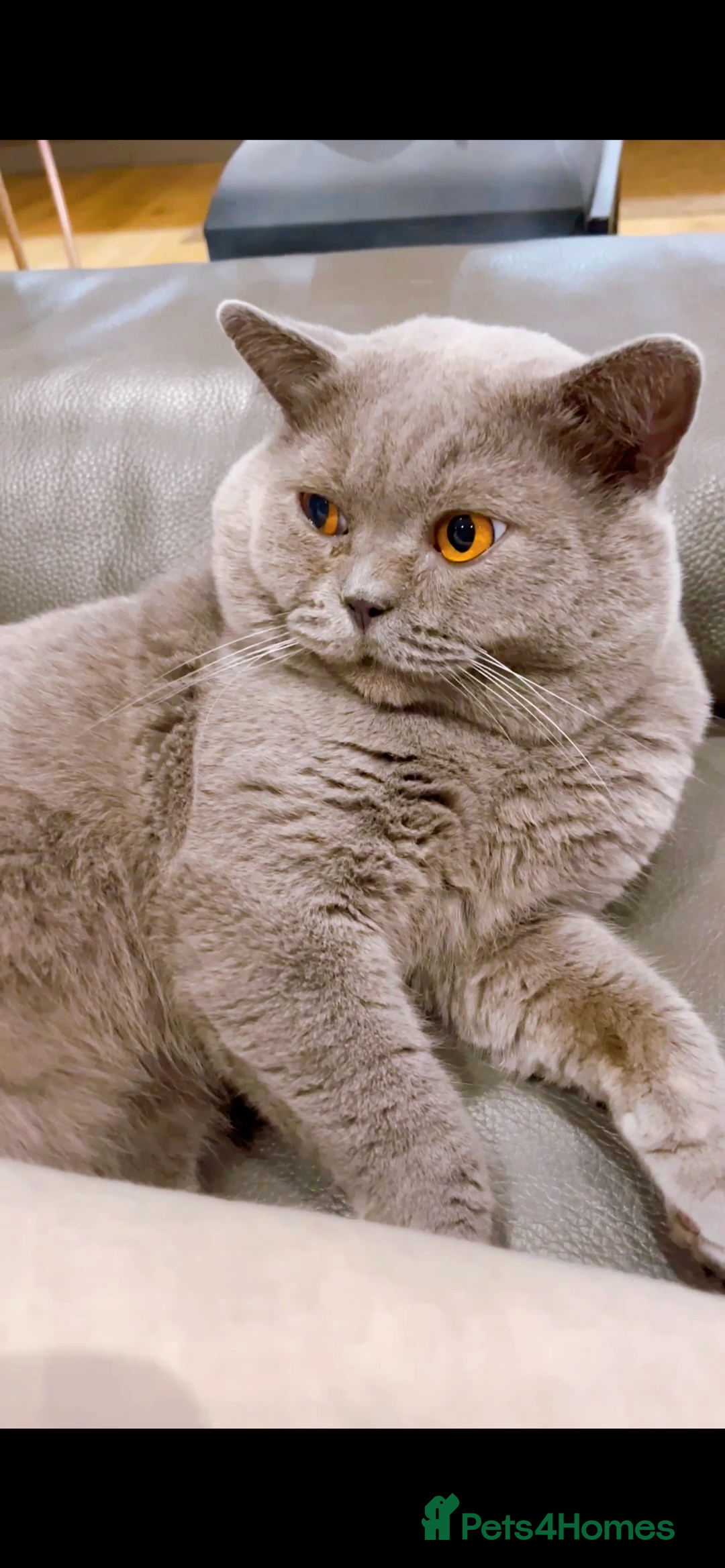 Scottish Fold cats for sale: Lovely Scottish straight girl - Image 14