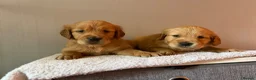 Golden Retriever dogs for sale: READY NOW Fox Red, KC, Health Tested Pups - Advert 12