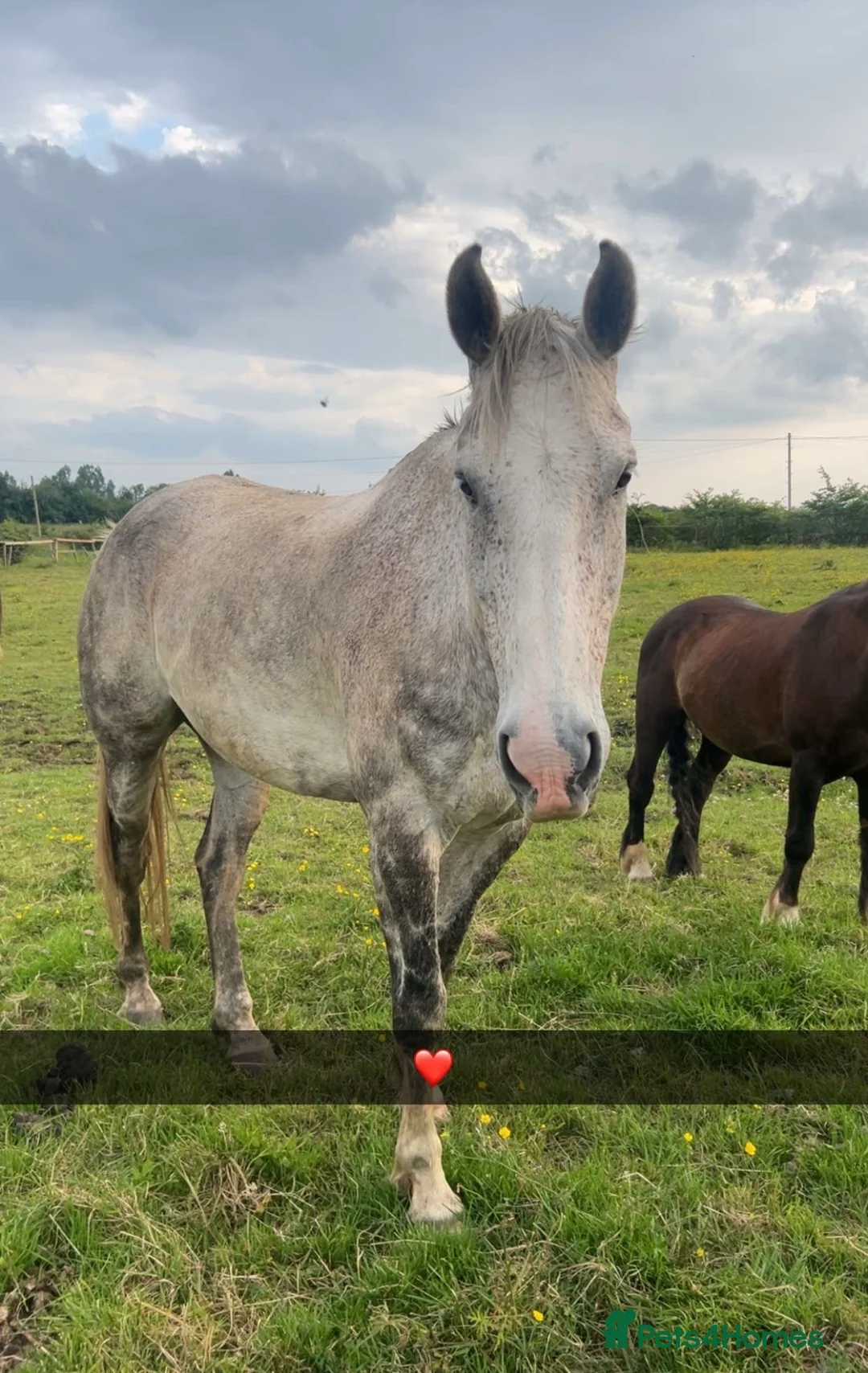 Irish Sports horses for sale: 16.2HH Gelding for sale  - Advert 2