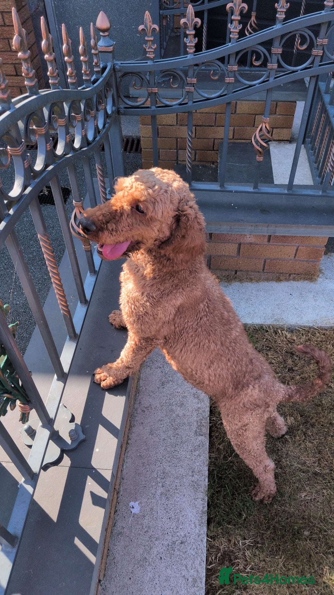 Irish Doodle dogs Doodles Miniature Poodle cross Irish Red Setter,  - Advert 2