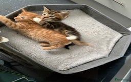 American Shorthair cats for sale: Tabby Twins & Gingee - Image 4