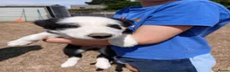 Border Collie dogs for sale: Long coated border collie puppies - Advert 24