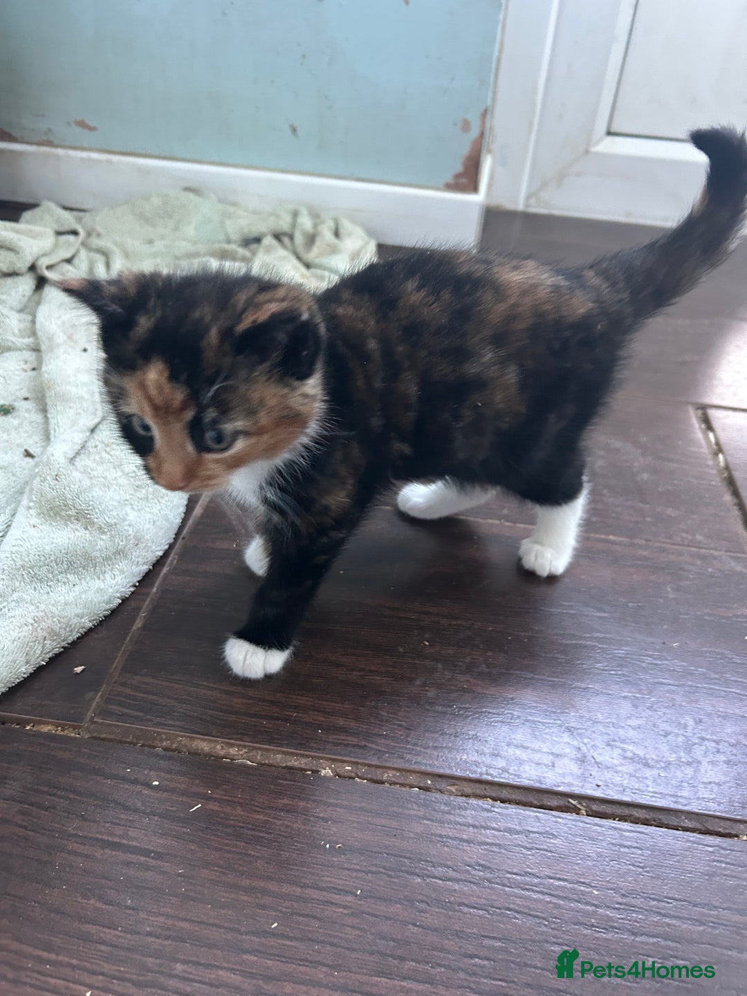 Mixed Breed cats for sale: Three beautiful kittens - Advert 4