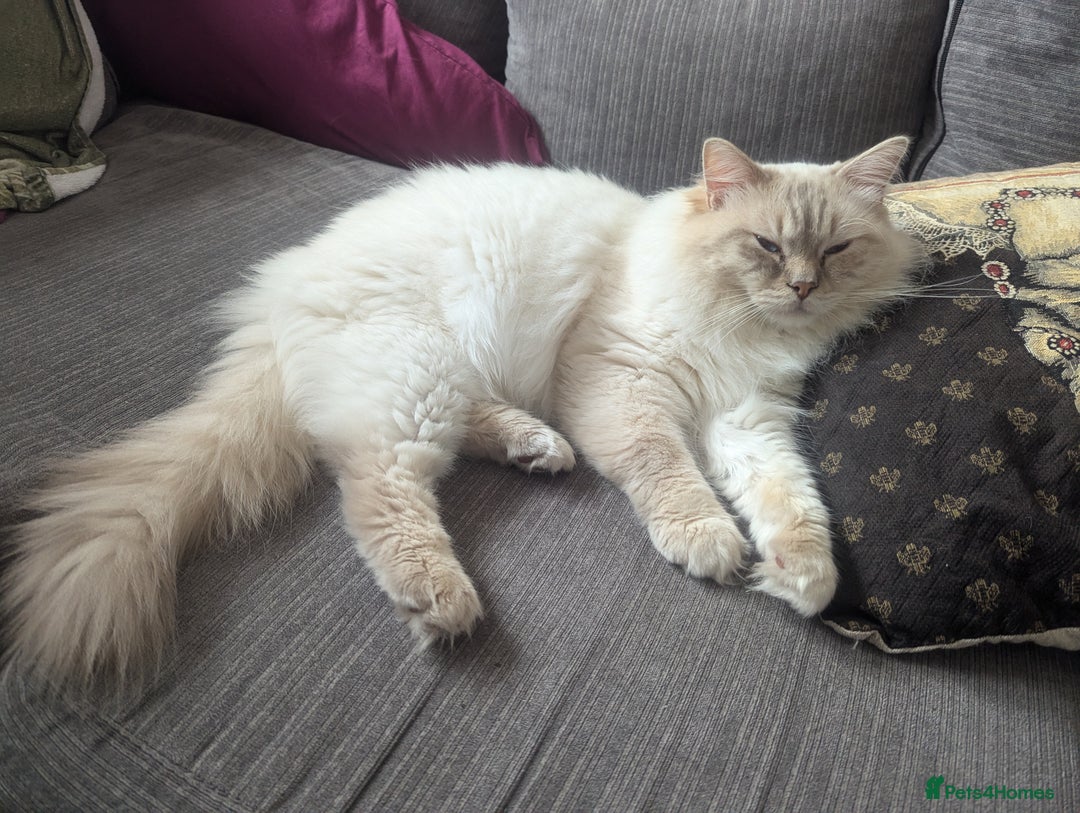 Ragdoll cats for stud: LILAC LYNX POINT RAGDOLL FOR STUD DUTY - Image 3