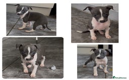 Italian Greyhound dogs for sale: KC registered Italian Greyhounds  - Image 11