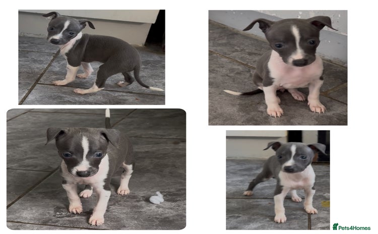 Italian Greyhound dogs - Advert 2