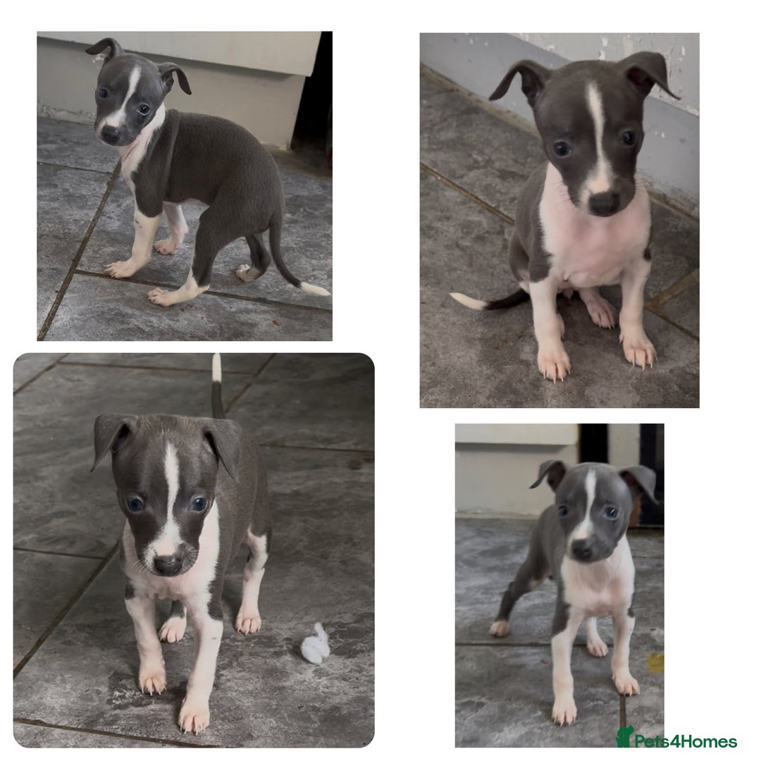 Italian Greyhound dogs for sale: KC registered Italian Greyhounds  - Image 11
