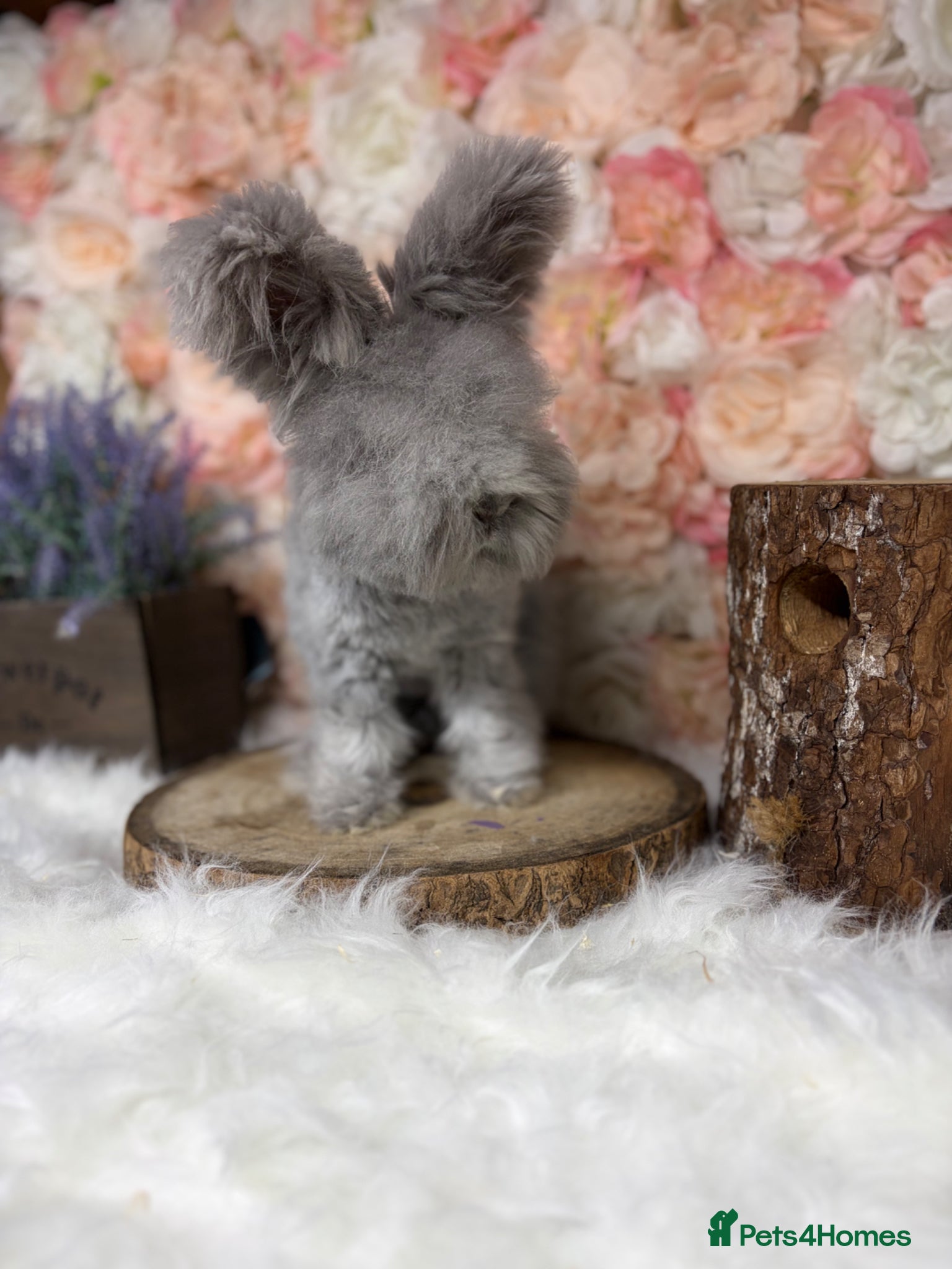 Angora rabbits for sale: 🌟 PUREBRED ENGLISH ANGORAS 🌟 - Advert 10
