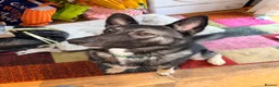 Shepsky dogs for sale: Kobe wan Kenobi needs a forever home - Advert 7