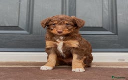 Bordoodle dogs for sale: OUTSTANDING *TRI COLOUR* MINIATURE BORDOODLES - Image 32