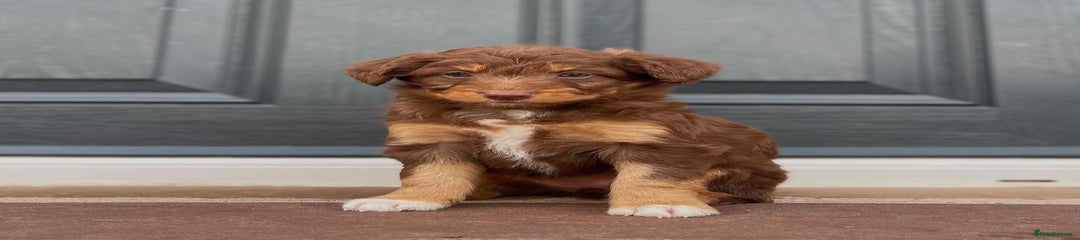Bordoodle Puppy 5