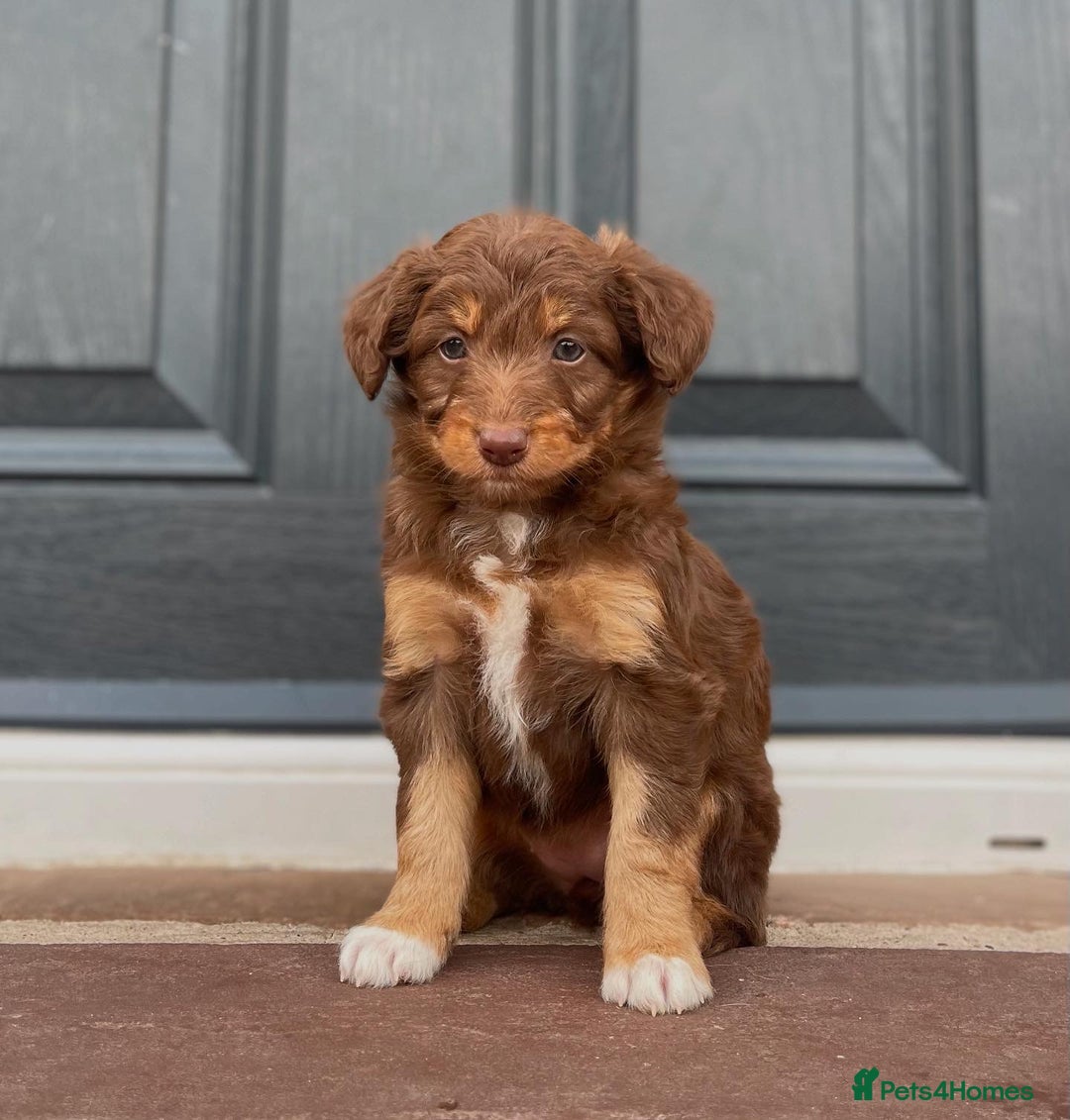 Bordoodle dogs for sale: OUTSTANDING *TRI COLOUR* MINIATURE BORDOODLES - Image 32