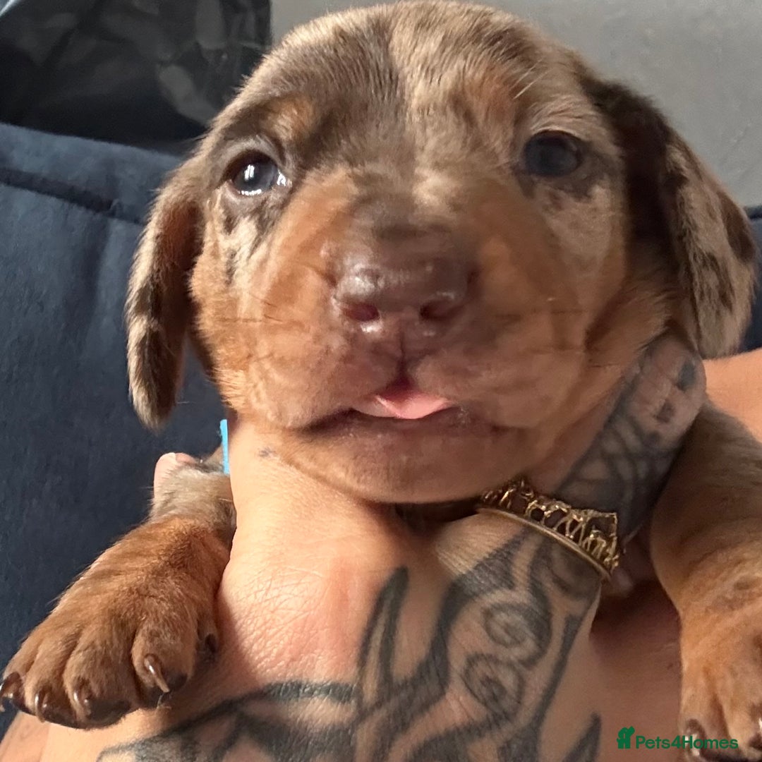 Miniature Dachshund dogs for sale: Miniature dapple dachshund  - Image 35
