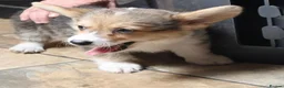 Welsh Corgi Pembroke dogs for sale: 2 Tri Pembrokeshire corgi pups look for homes - Advert 8