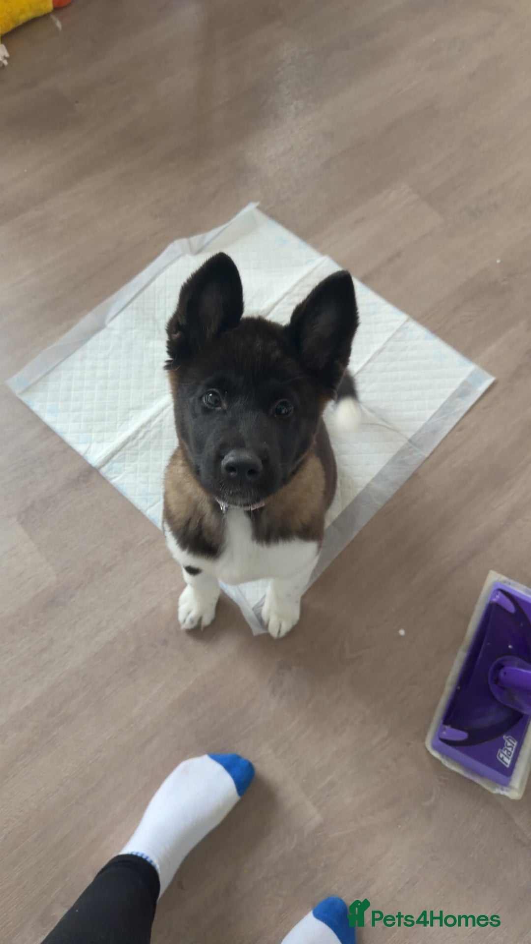 Akita dogs for sale: Japanese Akita  - Advert 9