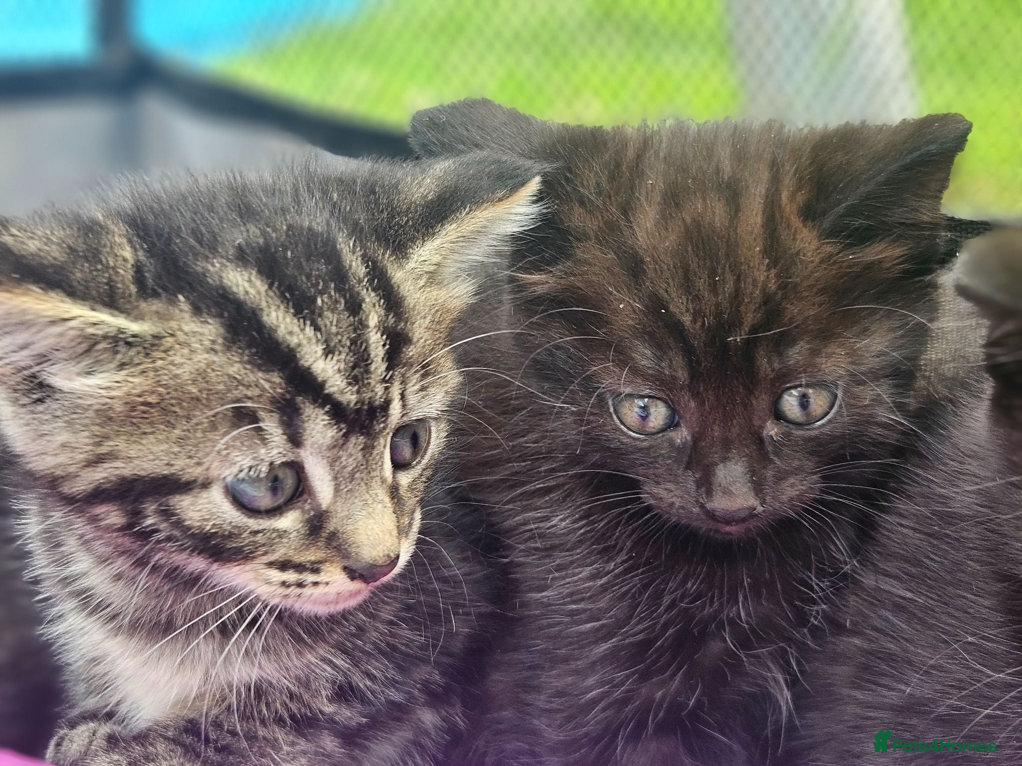 Mixed Breed cats Half Bengal Kittens - Advert 14