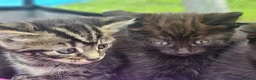 Mixed Breed cats for sale: Half Bengal Kittens - Advert 5