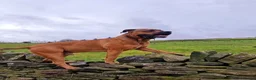Boerboel dogs for stud: Boerboel  ** tiff for stud in Accrington - Advert 10
