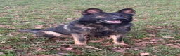 German Shepherd dogs for stud: German shepherd stud fully health tested  - Advert 4