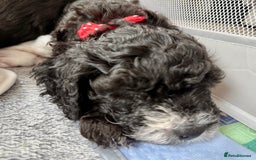 Cockapoo dogs for sale: 🐾 Gorgeous F2 Cockapoo Puppies 🐾 - Image 19