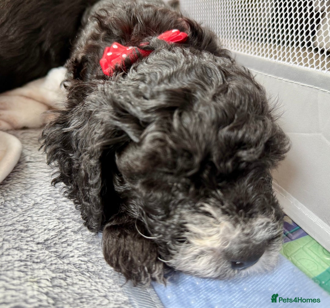 Cockapoo dogs for sale: 🐾 Gorgeous F2 Cockapoo Puppies 🐾 - Image 19
