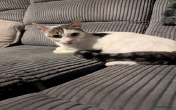 British Shorthair cats for sale: Female 1 year old - Image 3