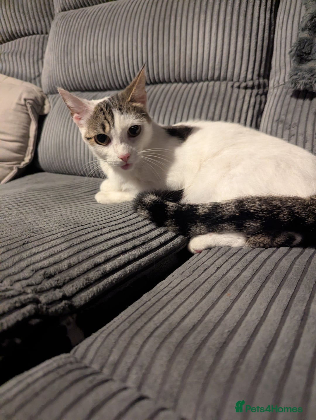 British Shorthair cats for sale: Female 1 year old - Image 3