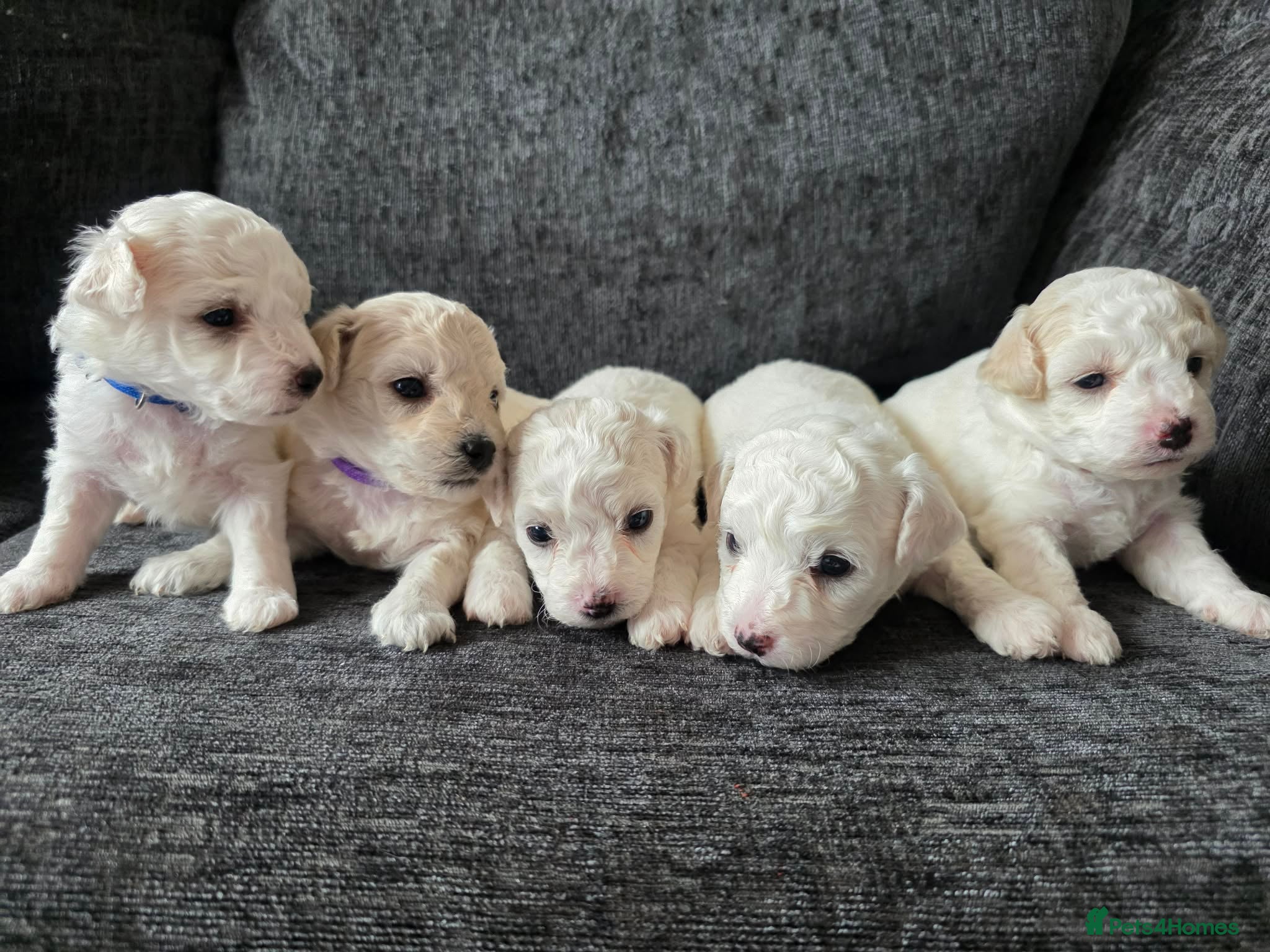 Bichon Frise dogs Bichon frise - Advert 16