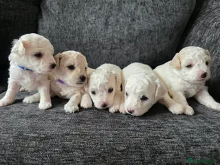 Bichon Frise dogs Bichon frise - Advert 16