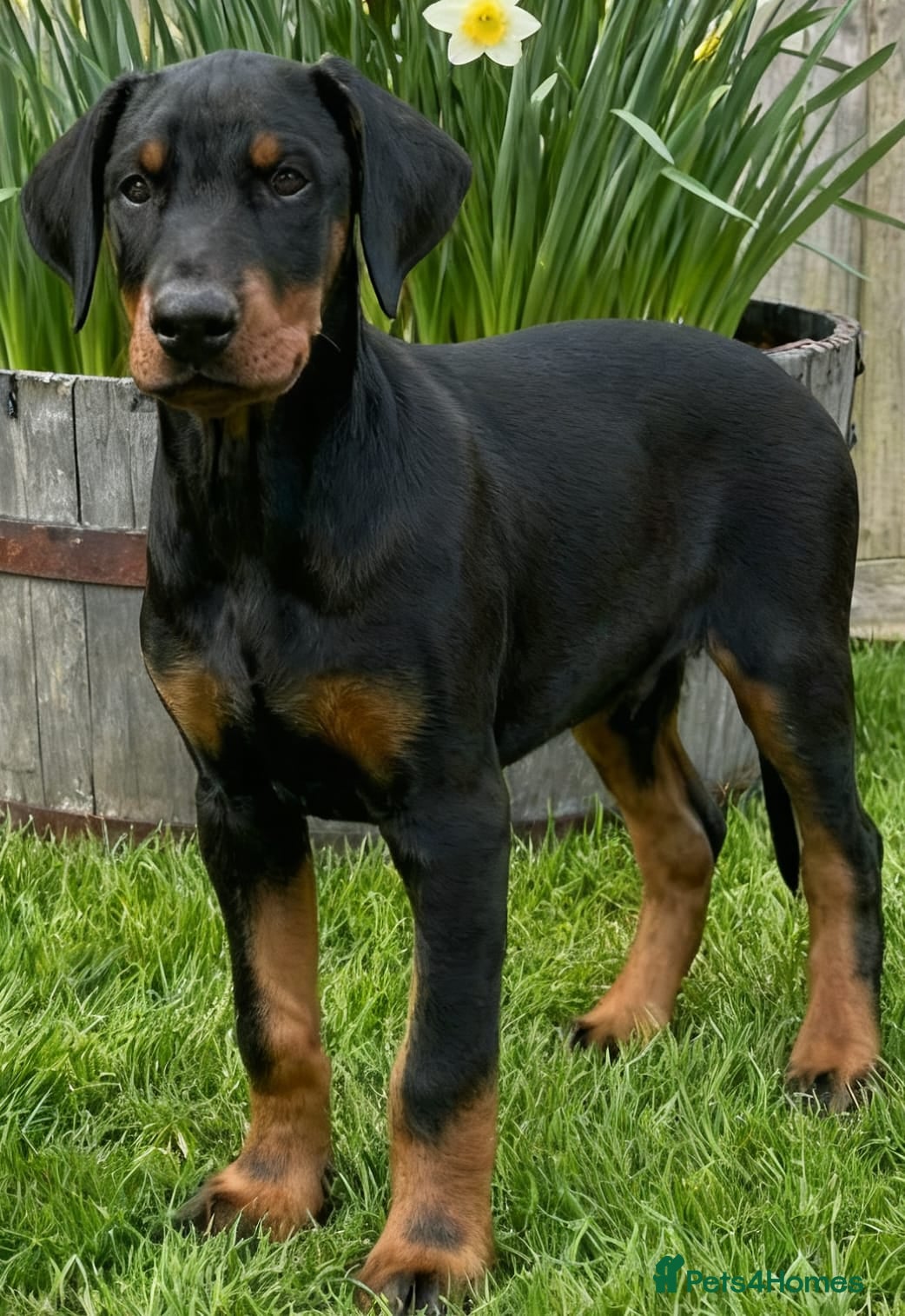 Dobermann dogs RKC Dobermann Puppies  - Advert 17