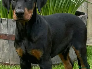 Dobermann dogs RKC Dobermann Puppies - Advert 17