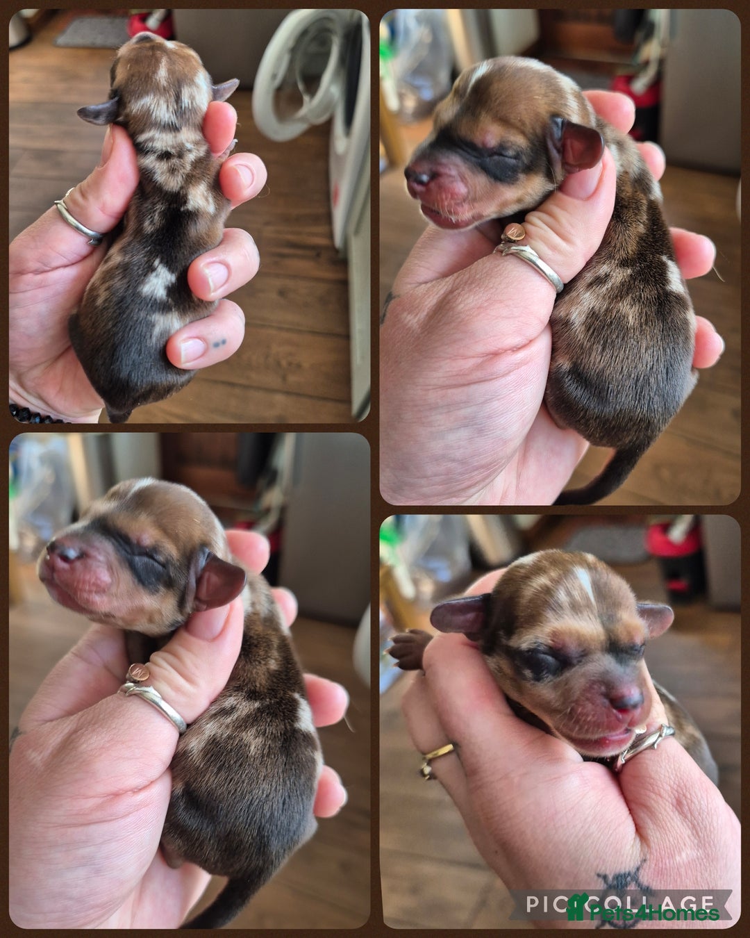 Miniature Dachshund dogs for sale: PRA CLEAR MINIATURE DACHSHUND PUPPIES  - Image 3