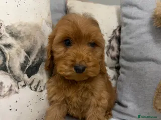 Cockapoo dogs 8 F1 Cockapoos available - Advert 2