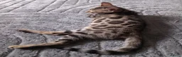 Bengal cats for sale: ✨Bengal Kittens Ready for Their Forever Homes✨ - Advert 5