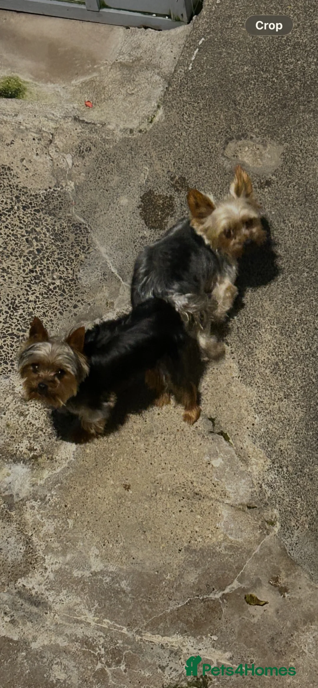 Yorkshire Terrier dogs for stud: Kc proven stud Yorkshire terrier  - Advert 2