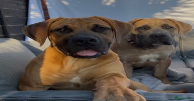 Boerboel dogs - Advert 3