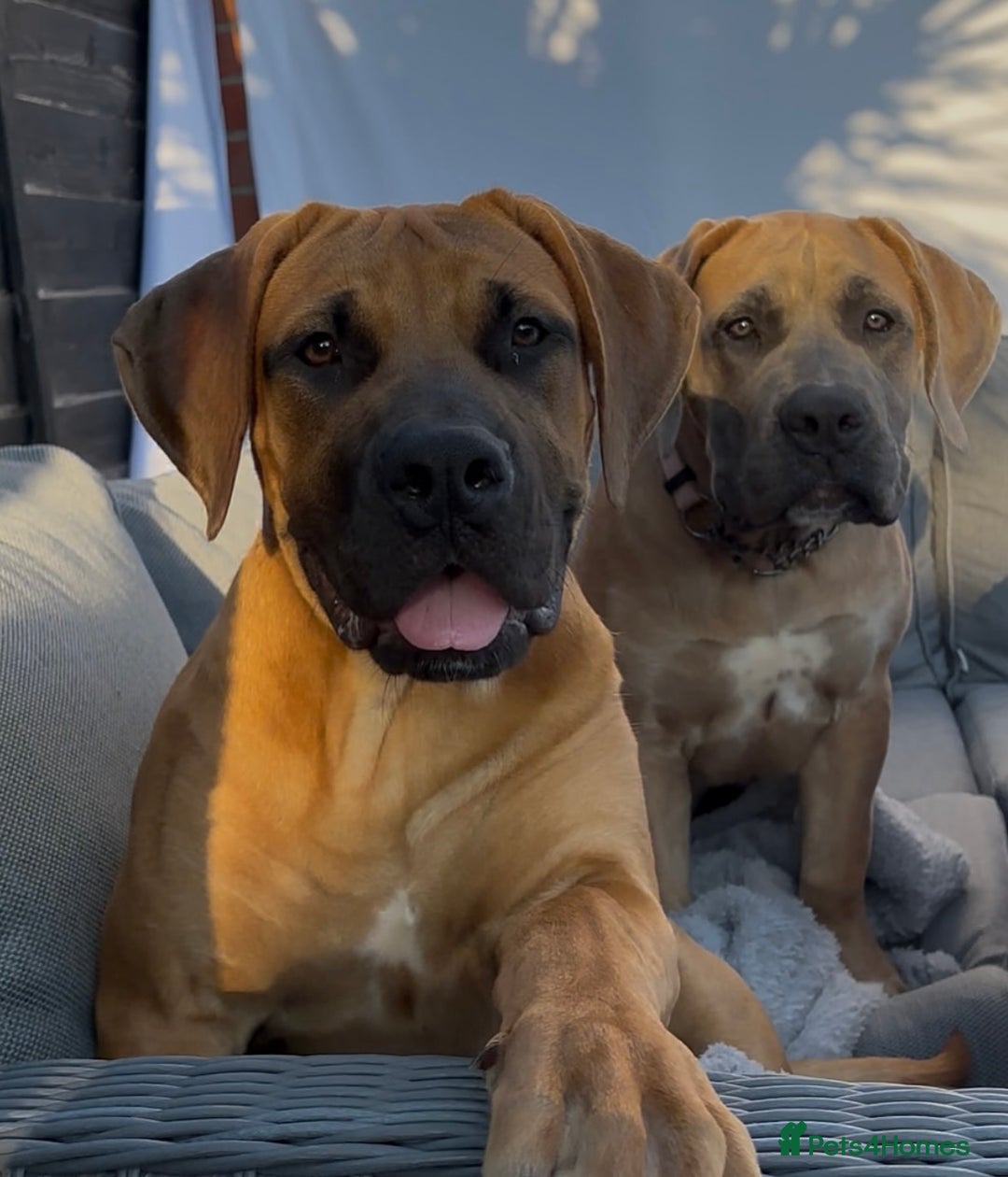 Boerboel dogs for sale: Elite Family-raised & trained Boerboel puppy - Image 3