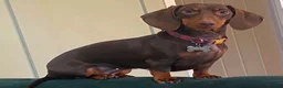 Dachshund dogs for sale: Miniature dachshund pups - Advert 1
