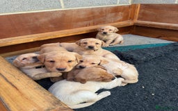 Labrador Retriever dogs for sale: Labrador Retrievers For Sale - Image 19