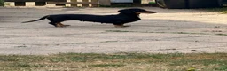 Dachshund dogs for sale: 3 Gorgeous puppies available  - Advert 6