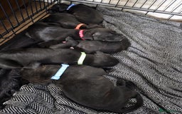 Staffordshire Bull Terrier dogs for sale: Staffordshire bull terrier puppies  - Image 4