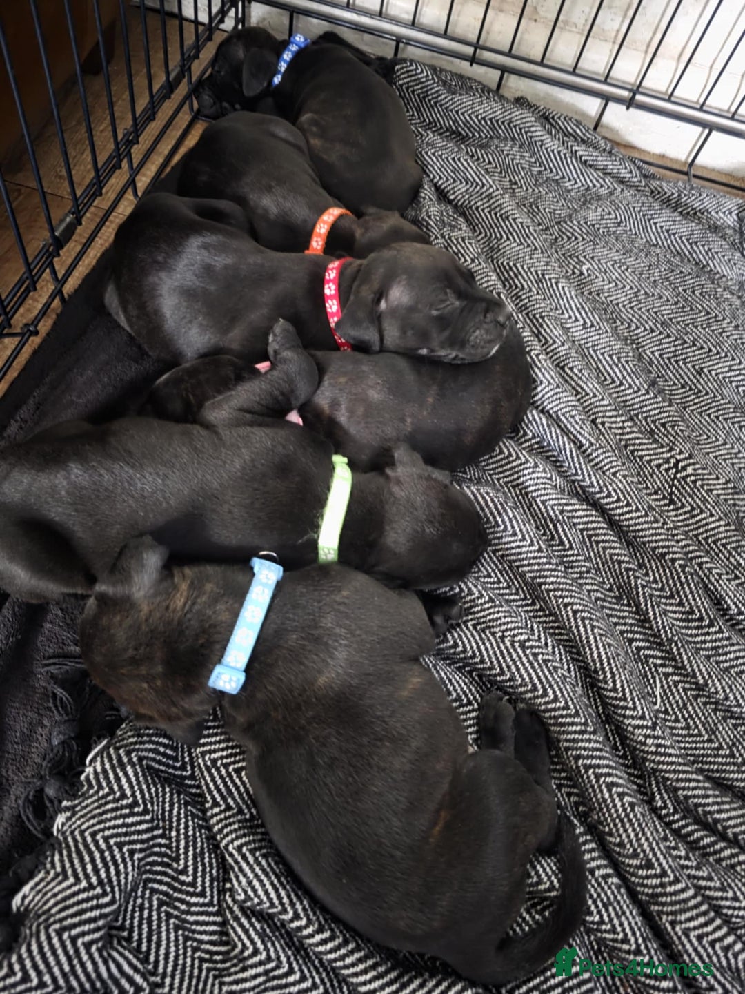 Staffordshire Bull Terrier dogs for sale: Staffordshire bull terrier puppies  - Image 4
