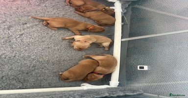 Labrador Retriever dogs - Advert 10