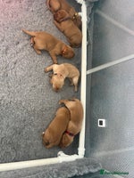 Labrador Retriever dogs - Advert 10